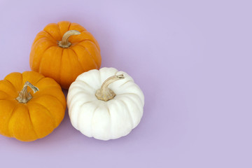 Fancy halloween pumpkins on pastel purple background