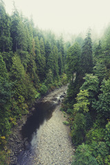 Fototapeta premium Forest and river scene with mist over pine trees