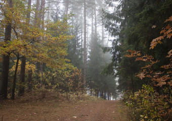 Autumn foggy morning in the forest. Green spruce and yellow-brown deciduous trees.