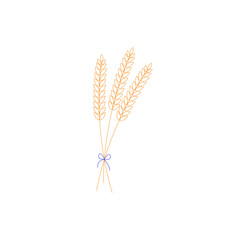 vector illustration of wheat, rye or barley ears with whole grain, yellow wheat, rye or barley crop harvest symbol or icon isolated on white background. Bouquet with bow.