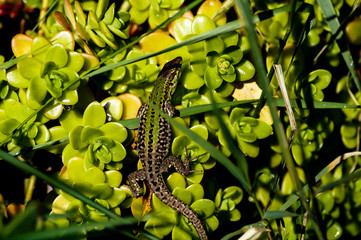 Lucertola comune sulla pianta grassa