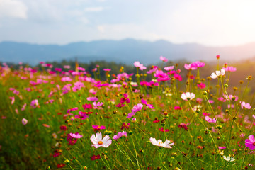 Obraz na płótnie Canvas beautiful field flowers pink and green background.season winter