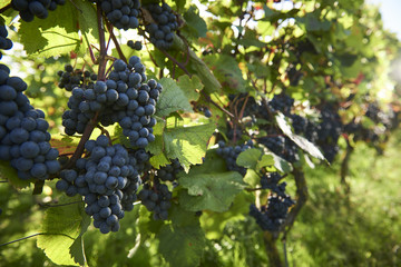  Harvest time at the vineyard 