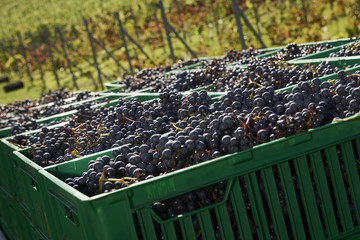  Harvest time at the vineyard 