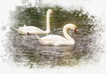 two white swans on lake (water color paint style),natural concept