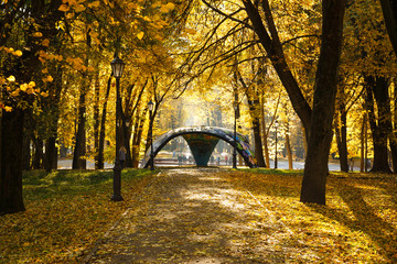 Fall trees with yellowed foliage in sunny autumn forest. Veliky Novgorod, Russia