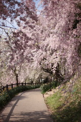 シダレザクラの小道