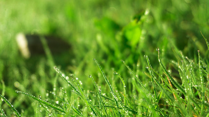Morning dew on the grass, sunlight, rays, water drops, shine. Vegetative natural background, autumn grass. Morning in the sun, close-up. Background bokeh.