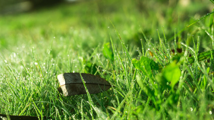 Morning dew on the grass, sunlight, rays, water drops, shine. Vegetative natural background, autumn grass. Morning in the sun, close-up. Background bokeh.