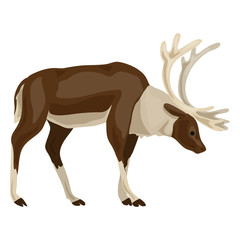 Male deer icon. Cartoon of male deer vector icon for web design isolated on white background