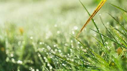Morning dew on the grass, sunlight, rays, water drops, shine. Vegetative natural background, autumn grass. Morning in the sun, close-up. Background bokeh.