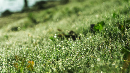 Morning dew on the grass, sunlight, rays, water drops, shine. Vegetative natural background, autumn grass. Morning in the sun, close-up. Background bokeh.
