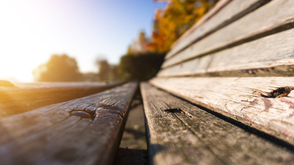 Autumn morning, Landscape with yellow and red, autumn leaves. Sunlight, rays. Autumn background.