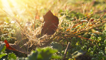 Autumn morning, Landscape with yellow and red, autumn leaves. Sunlight, rays. Autumn background.
