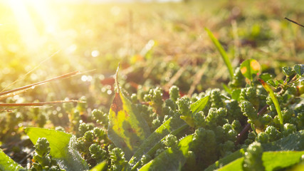 Morning dew on the grass, sunlight, rays, water drops, shine. Vegetative natural background, autumn grass. Morning in the sun, close-up. Background bokeh.