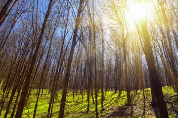 forest in the sunny spring day 