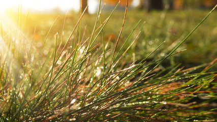 Morning dew on the grass, sunlight, rays, water drops, shine. Vegetative natural background, autumn grass. Morning in the sun, close-up. Background bokeh. - Powered by Adobe
