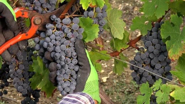 Harvesting wine, farmer picking grapes