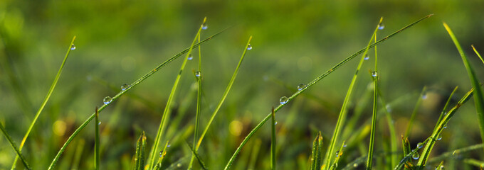 Morning dew on the grass, sunlight, rays, water drops, shine. Vegetative natural background, autumn grass. Morning in the sun, close-up. Background bokeh.