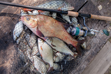 Trophy fishing. Big freshwater bronze bream or carp bream, white bream or silver bream and fishing rod with reel on landing net..