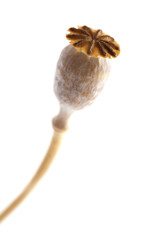 Dried poppy seed pods of breadseed poppy