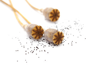 Dried poppy seed pods of breadseed poppy