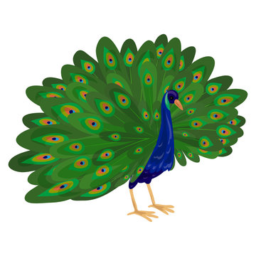Peacock icon. Cartoon of peacock vector icon for web design isolated on white background
