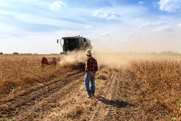 Senior farmer in soybean field supervises the harvest.