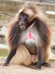 Le singe Gélada