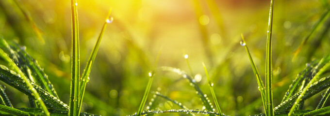 Morning dew on the grass, sunlight, rays, water drops, shine. Vegetative natural background, autumn...