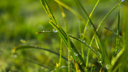 Morning dew on the grass, sunlight, rays, water drops, shine. Vegetative natural background, autumn grass. Morning in the sun, close-up. Background bokeh.