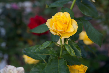 Beautiful yellow rose growing in the garden.