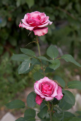 Beautiful pink rose growing in the garden.