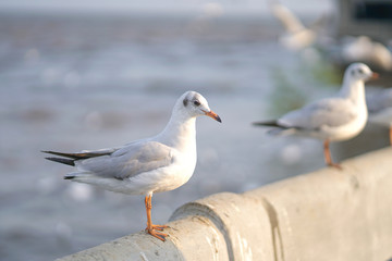 Fototapeta na wymiar Seagull standing on Rail Bridge at the sea