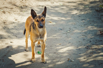 Homeless mongrel dog waiting for a new owner.