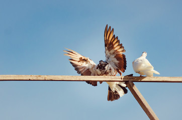 Beautiful purebred pigeon with spread wings against the blue sky.