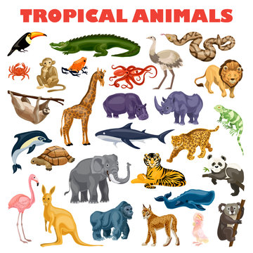 Tropical animal concept background. Cartoon illustration of tropical animal vector concept background for web design
