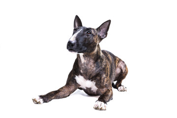 Bull terrier isolated on white