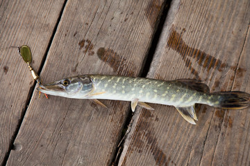 Close up view of big freshwater pike with fishing bait in mouth lies on vintage wooden background..