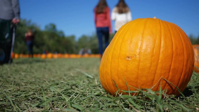 People walking by a colorful orange pumpkin patch