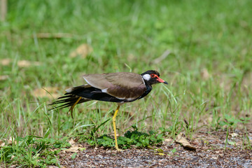 Red-wattled lapwing is an Asian lapwing or large plover, a wader in the family Charadriidae. They are ground birds that are incapable of perching.
