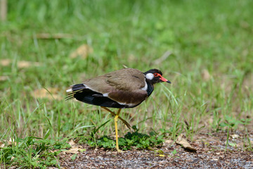 Red-wattled lapwing is an Asian lapwing or large plover, a wader in the family Charadriidae. They...
