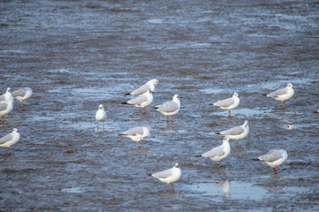 Seagull at bangpu recreation center samut prakan thailand