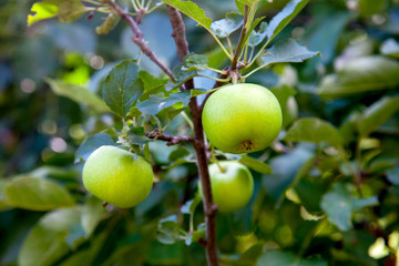 Shiny delicious apples hanging from tree branch in an apple orchard..