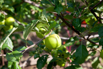 Shiny delicious apples hanging from tree branch in an apple orchard..