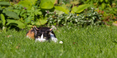 Kitten lying in grass