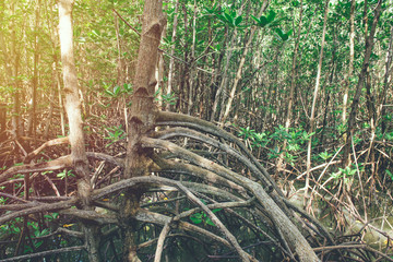 Fototapeta premium Mangrove trees and roots nature at Kung Krabaen Bay Thailand