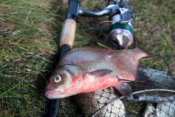 Close up view of big freshwater common bream fish and fishing rod with reel on landing net..