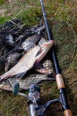 Big freshwater common bream fish and fishing rod with reel on landing net.