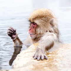 Funny japanese snow monkey looking on its paw in a hot spring. Nagano Prefecture, Japan.